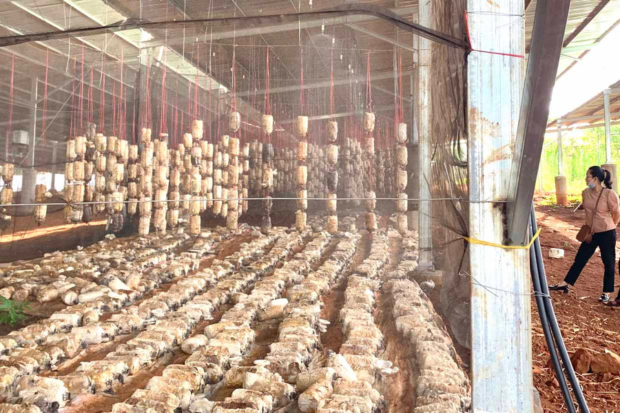 Trang trại trồng nấm kết hợp điện mặt trời mái nhà của Công ty TNHH một thành viên Quốc Thắng Farm (xã Ia Din, huyện Đức Cơ). Ảnh: Hà Duy Trang trại trồng nấm kết hợp điện mặt trời mái nhà của Công ty TNHH một thành viên Quốc Thắng Farm (xã Ia Din, huyện Đức Cơ). Ảnh: Hà Duy