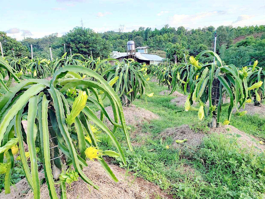 Một góc vườn thanh long vỏ vàng ruột thạch của bà Nguyễn Vũ Việt Hà (tổ 7, phường Ia Kring, TP. Pleiku). Ảnh: Hồng Thi