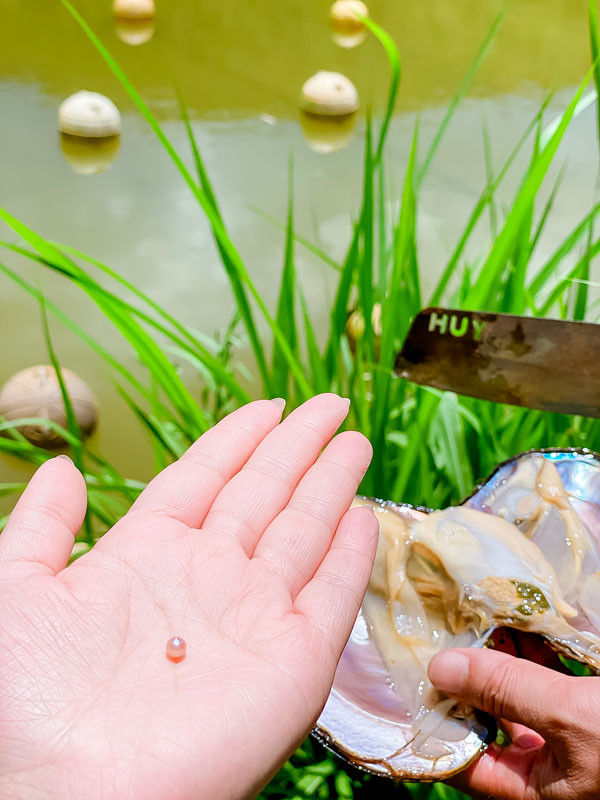 Ngọc hình thành trong thịt trai