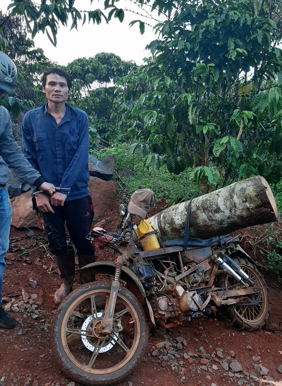 Cơ quan chức năng bắt quả tang Thắng vận chuyển gỗ cưa hạ trái phép. ẢNH: CACC