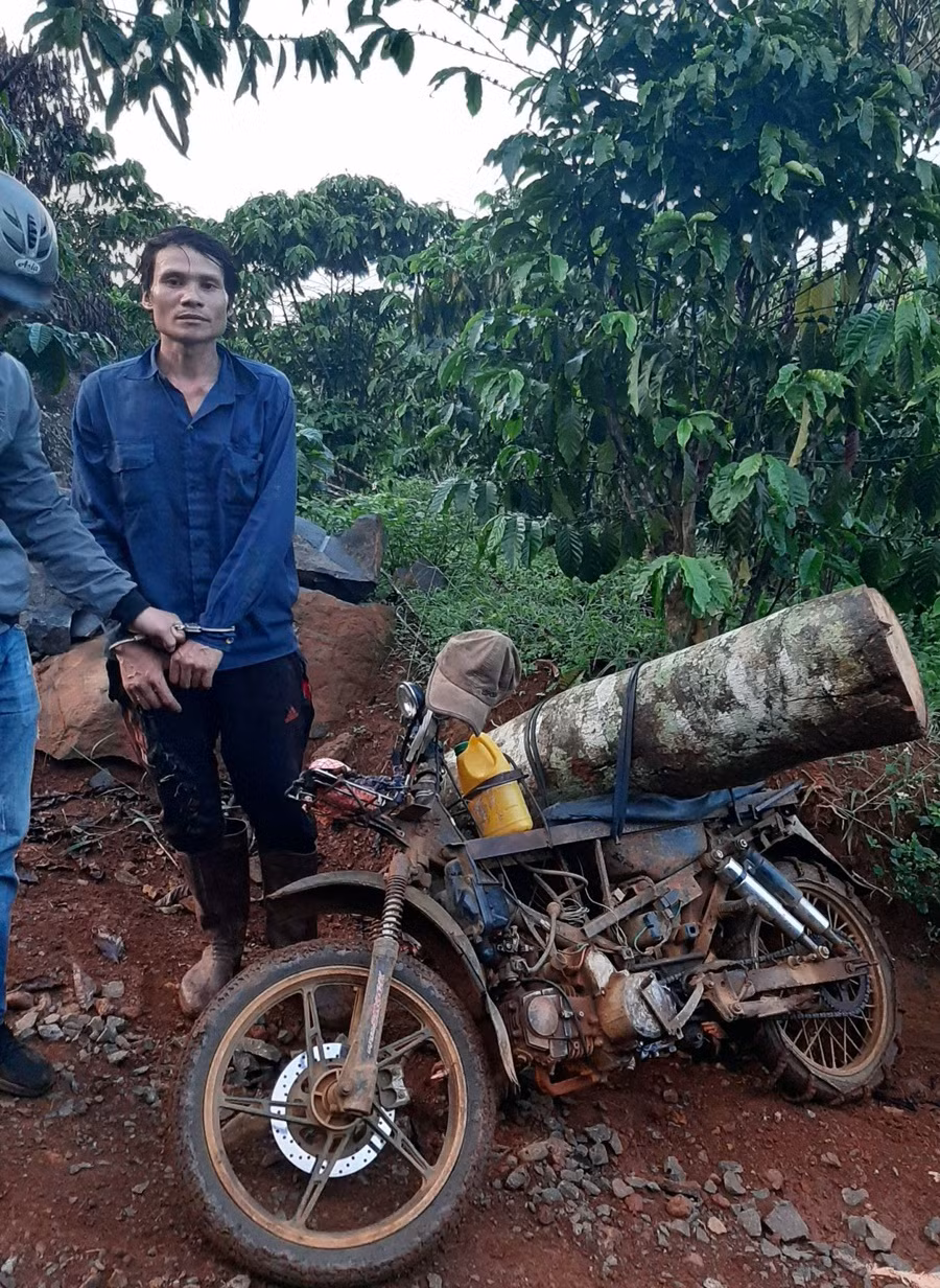 Cơ quan chức năng bắt quả tang Thắng vận chuyển gỗ cưa hạ trái phép. ẢNH: CACC