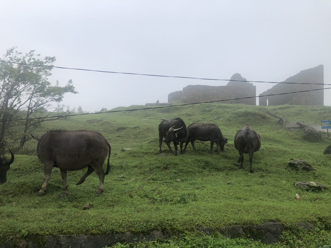 Những đàn trâu nhởn nhơ khắp khu du lịch nổi tiếng. Ảnh: G.T
