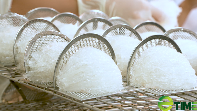 Những tổ yến được sấy khô trước khi đóng gói bán ra thị trường (Ảnh An Nhiên).