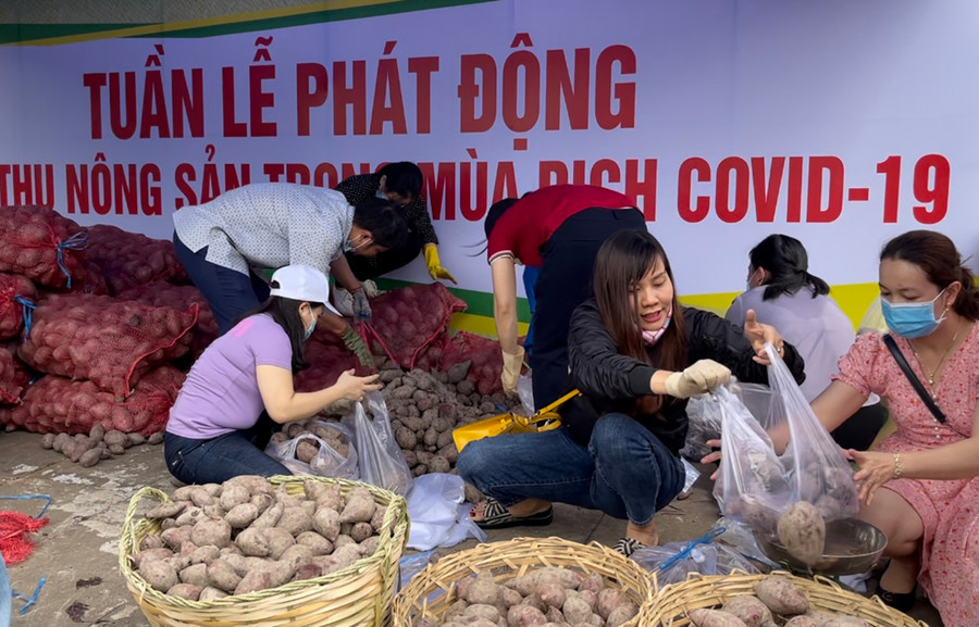 Tuần lễ hỗ trợ tiêu thụ nông sản với mặt hàng đầu tiên là khoai lang tím Vĩnh Long. Ảnh: Vũ Thảo  Tuần lễ hỗ trợ tiêu thụ nông sản với mặt hàng đầu tiên là khoai lang tím Vĩnh Long. Ảnh: Vũ Thảo