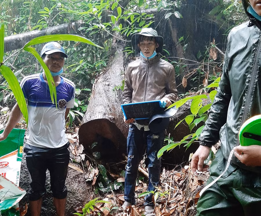 Dựng lại hiện trường vụ phá rừng. ẢNH: LÂM VIÊN