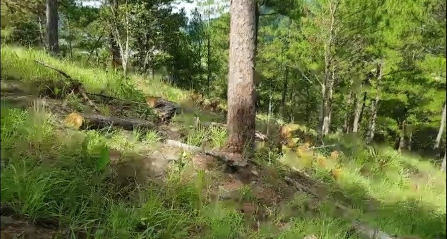 Khu vực rừng thông 3 lá bị cưa hạ trái phép gần đèo Prenn, TP. Đà Lạt. ẢNH: LÂM VIÊN