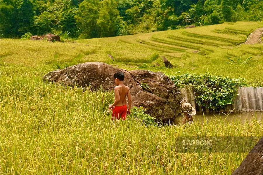 Trẻ em nô nức đi tìm bắt những chú chấu mỡ trên các thửa ruộng, gợi cho các du khách từng gắn bó với mùa gặt, hoài niệm chút về tuổi thơ xưa.