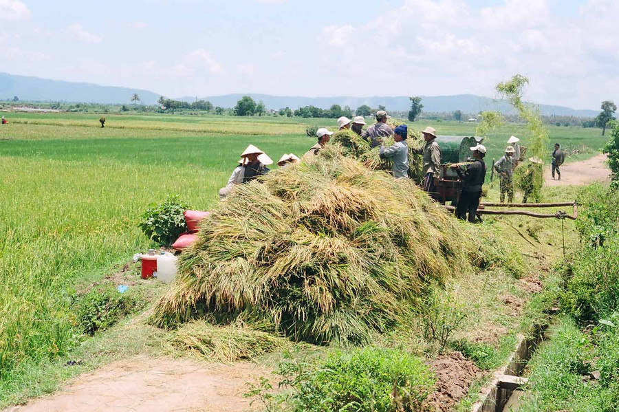 Nông dân xã Ia Ma Rơn (huyện Ia Pa) trong mùa thu hoạch. Ảnh: Thanh Nhật