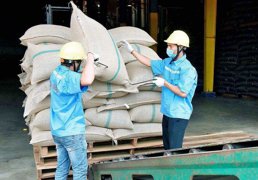 Các doanh nghiệp quan tâm nâng cao chất lượng cà phê xuất khẩu. Ảnh: Đức Thụy