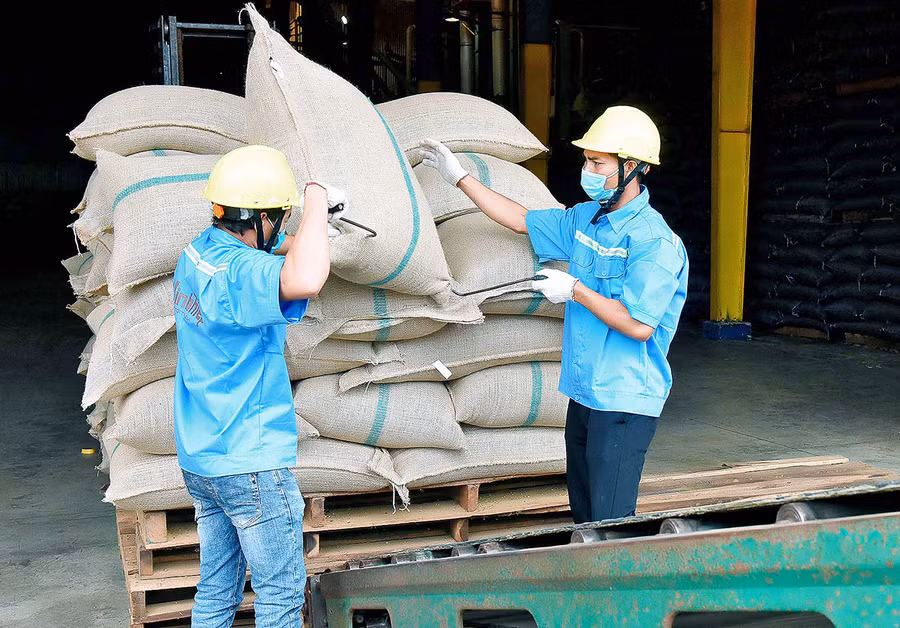 Các doanh nghiệp quan tâm nâng cao chất lượng cà phê xuất khẩu. Ảnh: Đức Thụy