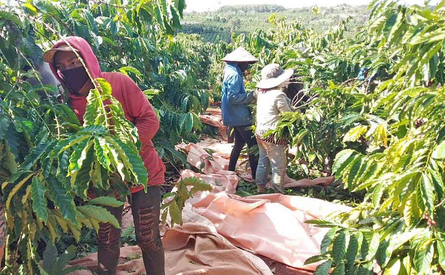 Đoàn viên, thanh niên Chi Đoàn làng Hlang (xã Hnol, huyện Đak Đoa) tham gia giúp gia đình ông Hyưnh thu hoạch cà phê. Ảnh: Anh Huy