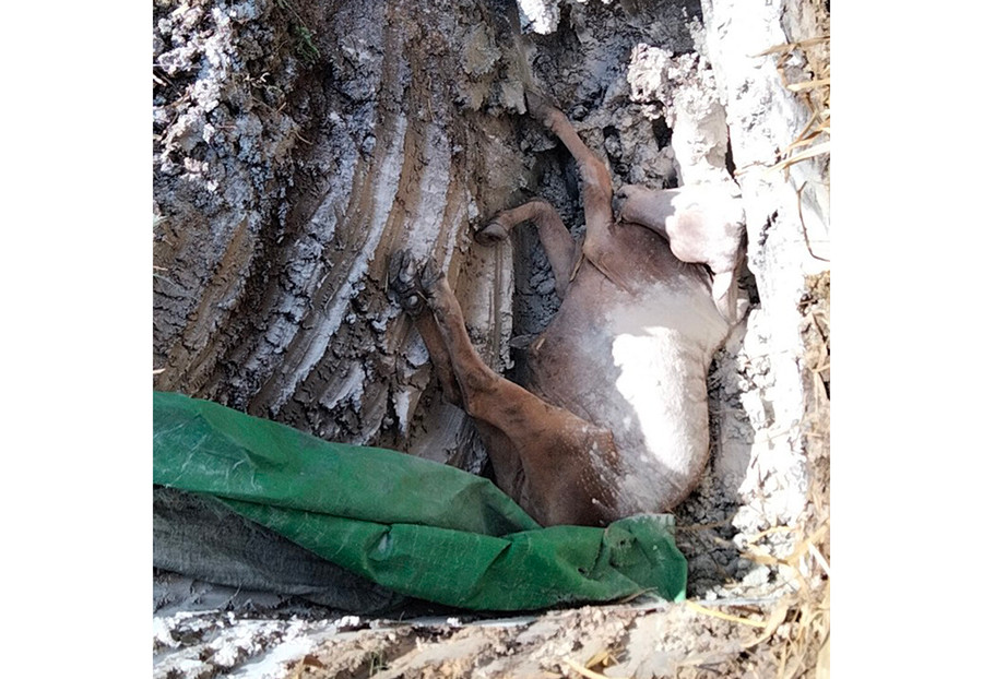 Tiêu hủy bò bị chết do bệnh viêm da nổi cục tại xã Đak Hlơ (huyện Kbang). Ảnh: Minh Ngân Tiêu hủy bò bị chết do bệnh viêm da nổi cục tại xã Đak Hlơ (huyện Kbang). Ảnh: Minh Ngân