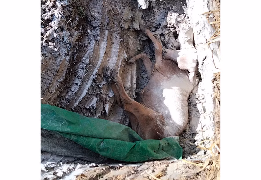 Tiêu hủy bò bị chết do bệnh viêm da nổi cục tại xã Đak Hlơ (huyện Kbang). Ảnh: Minh Ngân Tiêu hủy bò bị chết do bệnh viêm da nổi cục tại xã Đak Hlơ (huyện Kbang). Ảnh: Minh Ngân