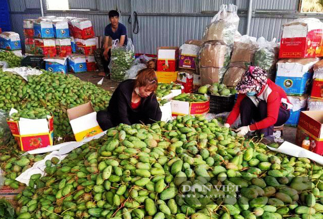 Các vựa trái cây dọc đường Hồ Chí Minh (đoạn qua xã Đắk R'la, huyện Đắk Mil, Đắk Nông) vắng bóng người mua. Ảnh Duy Hậu.