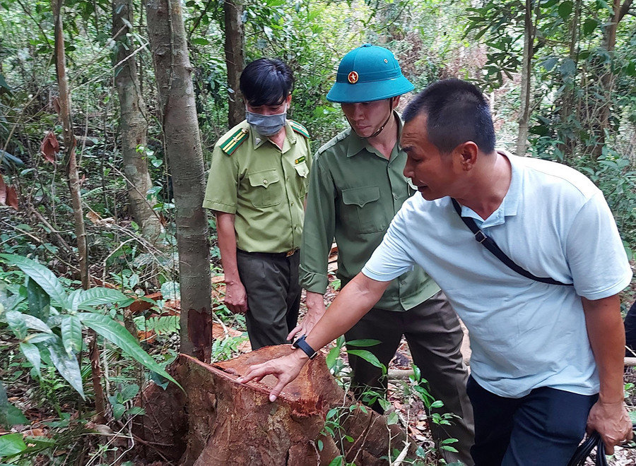 Ông Trần Đình Hiệp-Bí thư Huyện ủy Mang Yang (đứng giữa) kiểm tra hiện trường vụ khai thác rừng trái phép ở xã Hà Ra. Ảnh: Hoành Sơn Ông Trần Đình Hiệp-Bí thư Huyện ủy Mang Yang (đứng giữa) kiểm tra hiện trường vụ khai thác rừng trái phép ở xã Hra. Ảnh: Hoành Sơn