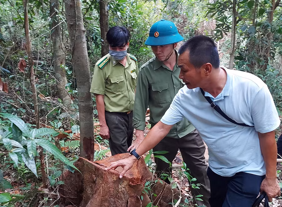  Ông Trần Đình Hiệp-Bí thư Huyện ủy Mang Yang (đứng giữa) kiểm tra hiện trường vụ khai thác rừng trái phép ở xã Hra. Ảnh: Hoành Sơn