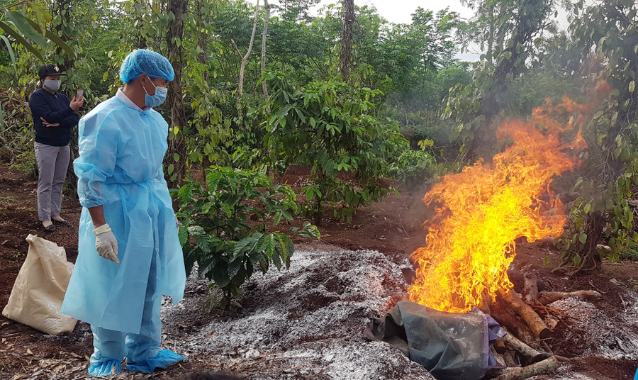 Lực lượng thú y tiêu hủy bò bị bệnh viêm da nổi cục trên địa bàn xã Ea Ning (huyện Cư Kuin)