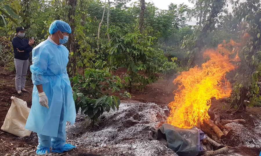 Lực lượng thú y tiêu hủy bò bị bệnh viêm da nổi cục trên địa bàn xã Ea Ning (huyện Cư Kuin)
