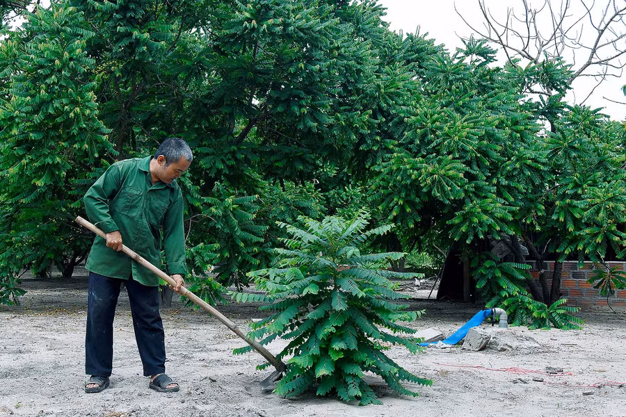 Theo ông Phan Quốc Trưởng, cây chùm ruột có tán rộng, vừa tạo bóng mát, quả có giá trị kinh tế cao, làm được nhiều món ăn ngon hấp dẫn được thị trường ưa chuộng.