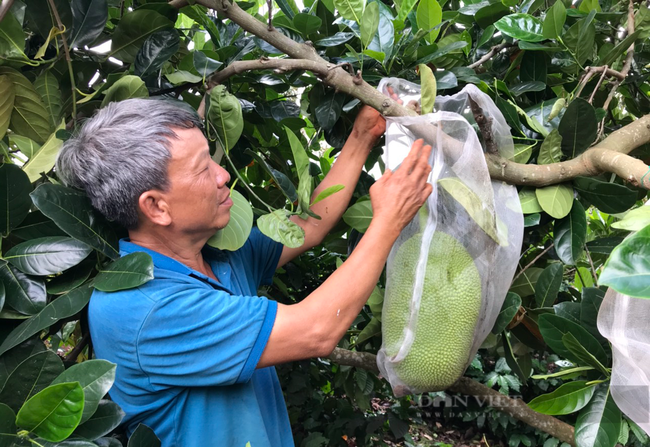 Ông Trần Văn Giang ở thôn 3, xã Ea Tar, huyện Cư M'Gar, Đăk Lăk, không bán được mít nên thi thoảng hái về cho dê ăn. Ảnh: Duy Hậu