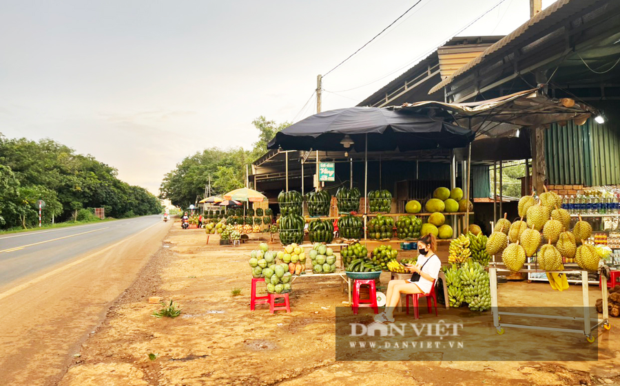 Các vựa trái cây dọc đường Hồ Chí Minh (đoạn qua xã Đắk R'la, huyện Đắk Mil, Đắk Nông) vắng bóng người mua. Ảnh Duy Hậu.