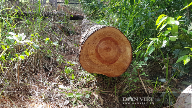 Tại thời điểm phát hiện vụ phá rừng, lực lượng chức năng chưa xác định được đối tượng thực hiện hành vi phá rừng trái pháp luật.