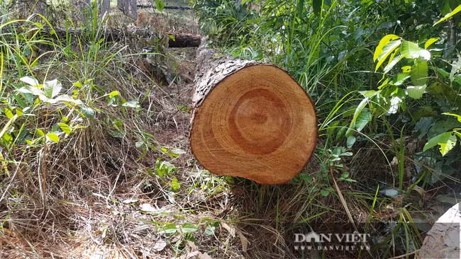 Tại thời điểm phát hiện vụ phá rừng, lực lượng chức năng chưa xác định được đối tượng thực hiện hành vi phá rừng trái pháp luật.