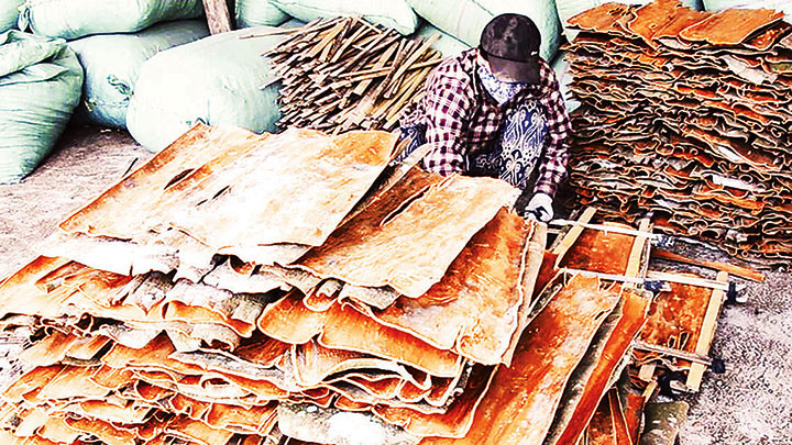 Vỏ cây quế bản địa Trà Bồng được bóc ra phơi khô, chế biến khô hoặc tinh dầu trong nhiều lĩnh vực. 