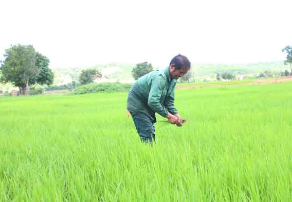 Ông Lát đang tiến hành dăm lại ruộng lúa của gia đình. Ảnh: Quang Tấn