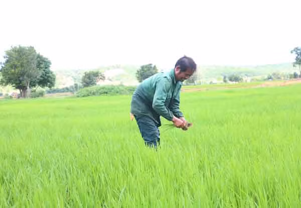 Ông Lát đang tiến hành dăm lại ruộng lúa của gia đình. Ảnh: Quang Tấn