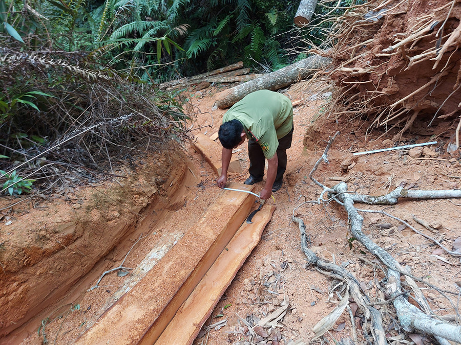 Một lóng gỗ xẻ hộp vuông vức. Ảnh: Hoành Sơn Một lóng gỗ xẻ hộp vuông vức. Ảnh: Hoành Sơn