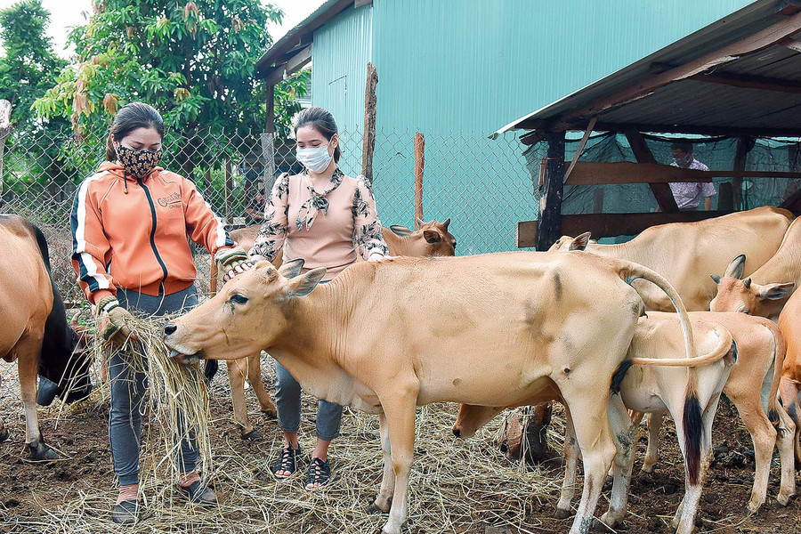2+3. Mấy năm trước, cuộc sống gia đình chị Rah Lan H’Runik (làng Ia Khưng, xã Chư Dôn) rất khó khăn. Năm 2015, chị mạnh dạn vay 30 triệu đồng từ chương trình giải quyết việc làm của Ngân hàng CSXH để mua 4 con bò, 6 con dê, 14 con heo về nuôi. Đến nay, gia đình chị H’Runik đã trả hết nợ vay và được Phòng Giao dịch Ngân hàng CSXH huyện tạo điều kiện cho vay tiếp 50 triệu đồng để phát triển sản xuất. Hiện nay, hộ chị H’Runik đã thoát nghèo; bình quân mỗi năm có thu nhập từ 60-70 triệu đồng.