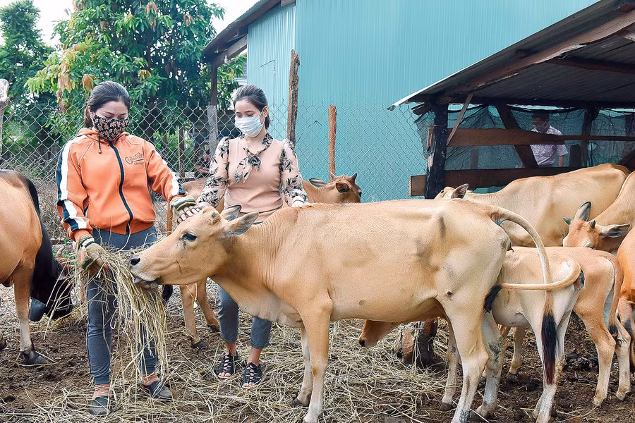 2+3. Mấy năm trước, cuộc sống gia đình chị Rah Lan H’Runik (làng Ia Khưng, xã Chư Dôn) rất khó khăn. Năm 2015, chị mạnh dạn vay 30 triệu đồng từ chương trình giải quyết việc làm của Ngân hàng CSXH để mua 4 con bò, 6 con dê, 14 con heo về nuôi. Đến nay, gia đình chị H’Runik đã trả hết nợ vay và được Phòng Giao dịch Ngân hàng CSXH huyện tạo điều kiện cho vay tiếp 50 triệu đồng để phát triển sản xuất. Hiện nay, hộ chị H’Runik đã thoát nghèo; bình quân mỗi năm có thu nhập từ 60-70 triệu đồng.