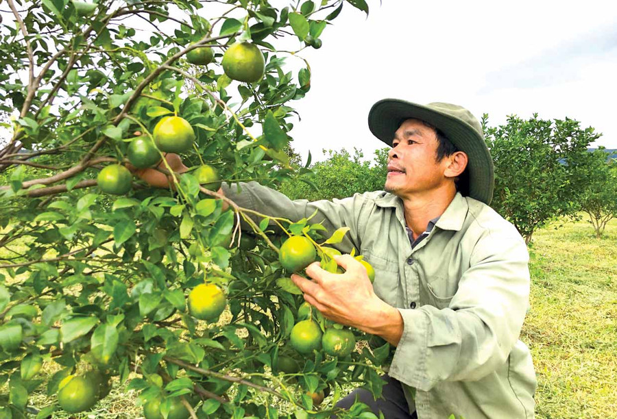 Người dân xã Đak Kơ Ning phát triển vườn cây ăn quả. Ảnh: Nguyễn Diệp Người dân xã Đak Kơ Ning phát triển vườn cây ăn quả. Ảnh: Nguyễn Diệp