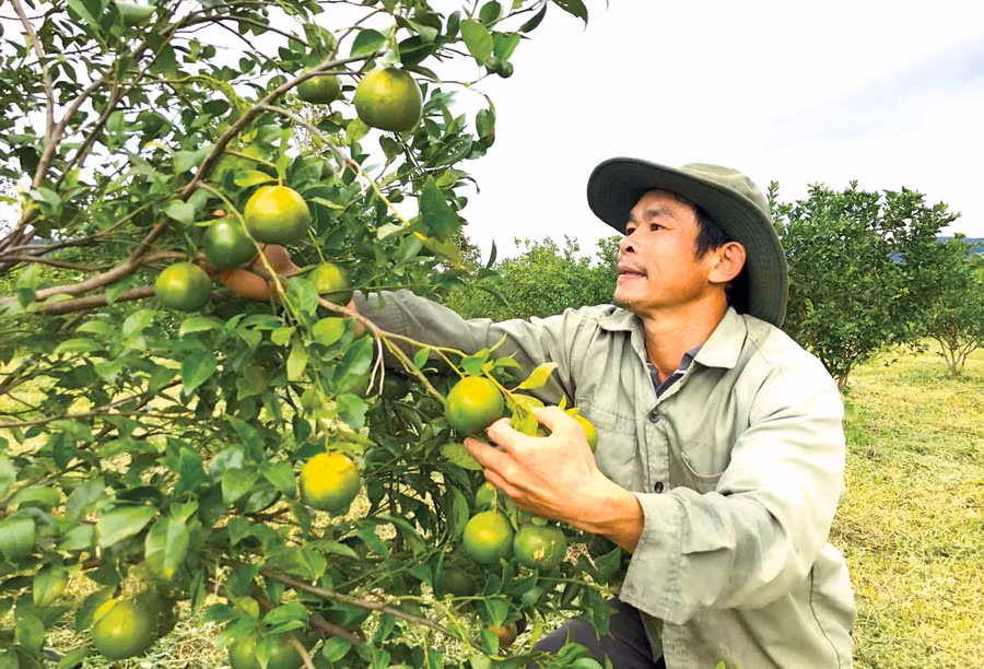 Người dân xã Đak Kơ Ning phát triển vườn cây ăn quả. Ảnh: Nguyễn Diệp