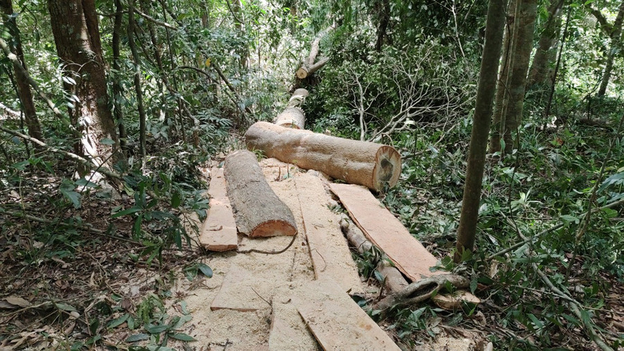 Một cây gỗ mới bị cưa hạ. Ảnh: Hoành Sơn Một cây gỗ mới bị cưa hạ. Ảnh: Hoành Sơn