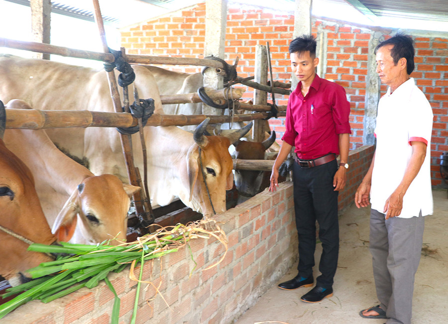 Ông Vũ Đình Thi (bìa phải; thôn An Xuân 1, xã Xuân An, thị xã An Khê) chia sẻ kinh nghiệm chăn nuôi bò lai sinh sản. Ảnh: Ngọc Minh  Ông Vũ Đình Thi (bìa phải; thôn An Xuân 1, xã Xuân An, thị xã An Khê) chia sẻ kinh nghiệm chăn nuôi bò lai sinh sản. Ảnh: Ngọc Minh