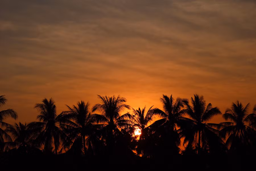 Hoàng hôn sau những hàng dừa - Ảnh: Duy Tường