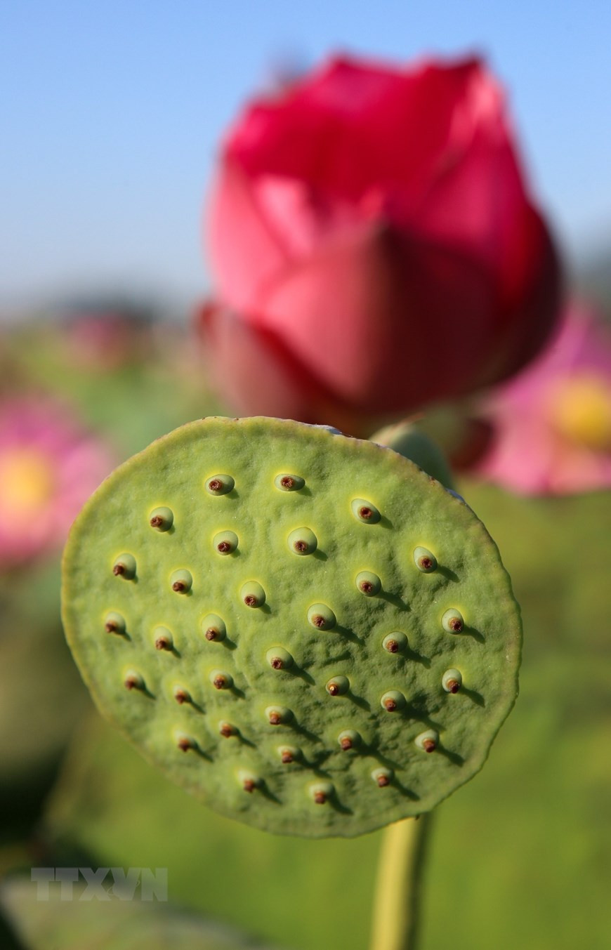 Các đài hoa chứa các hạt sen thơm ngon, bổ dưỡng. (Ảnh: Trần Lê Lâm/TTXVN) Các đài hoa chứa các hạt sen thơm ngon, bổ dưỡng. (Ảnh: Trần Lê Lâm/TTXVN)