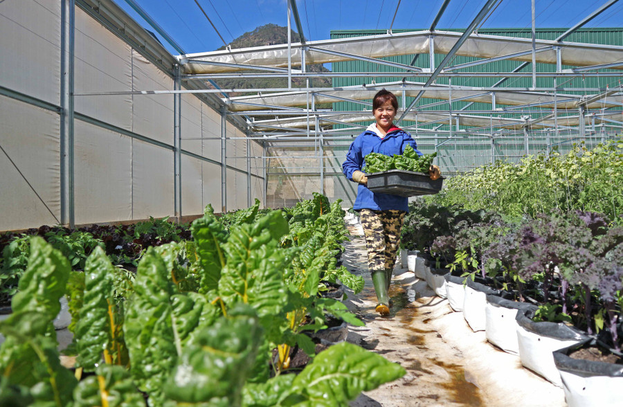 Sản xuất rau hữu cơ tại trang trại Tượng Sơn (Lâm Đồng) - Ảnh: Lâm Viên Sản xuất rau hữu cơ tại trang trại Tượng Sơn (Lâm Đồng) - Ảnh: Lâm Viên