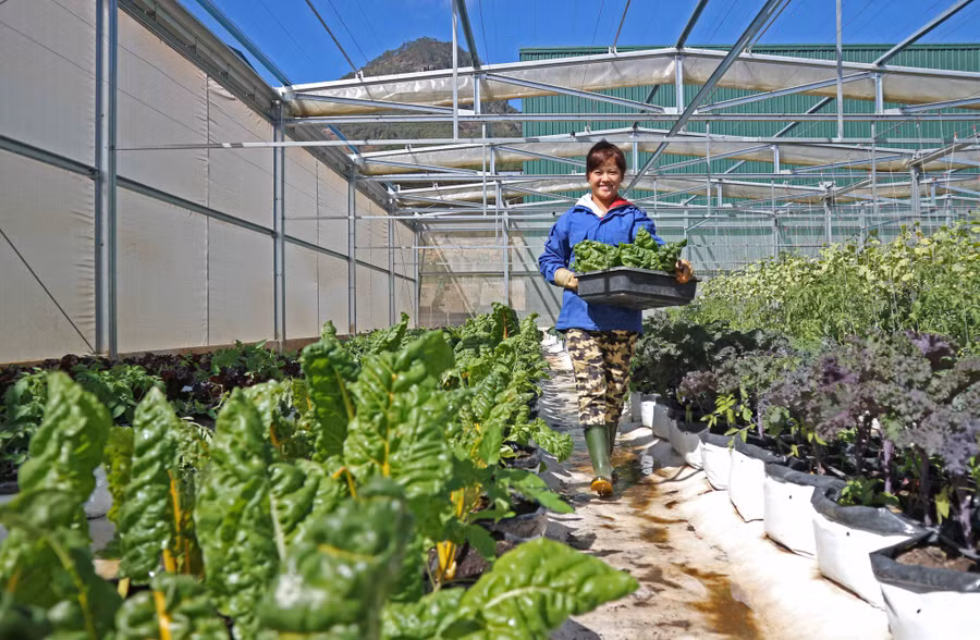 Sản xuất rau hữu cơ tại trang trại Tượng Sơn (Lâm Đồng) - Ảnh: Lâm Viên