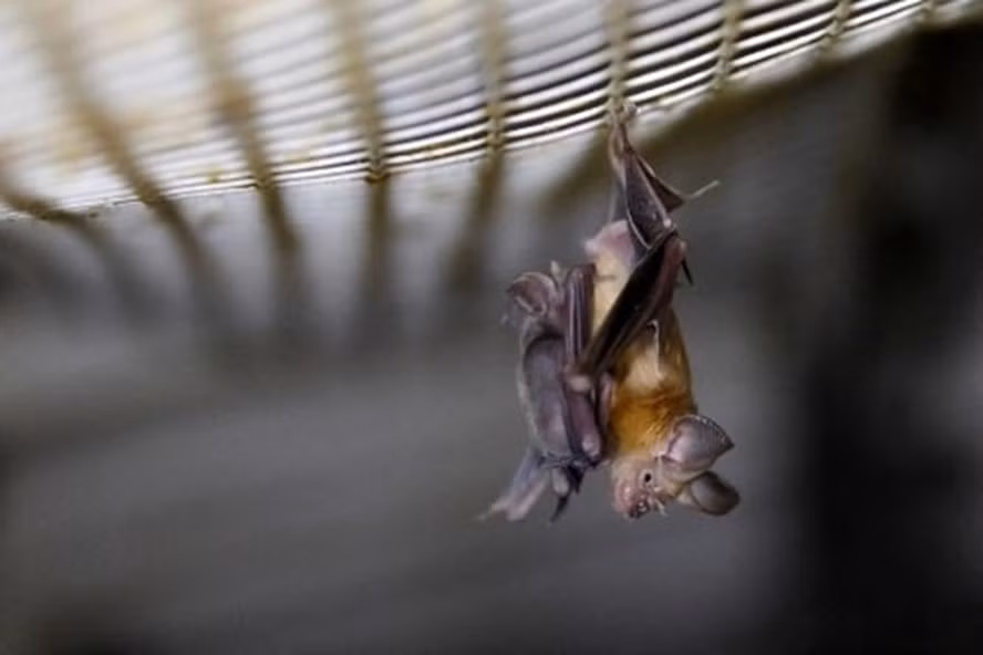 Phát hiện 39 loại virus có trong dơi tại Thụy Sĩ. Ảnh: AFP