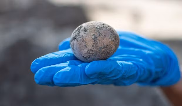 Hình ảnh quả trứng gà 1.000 năm tuổi. (Nguồn: Cơ quan Cổ vật Israel)