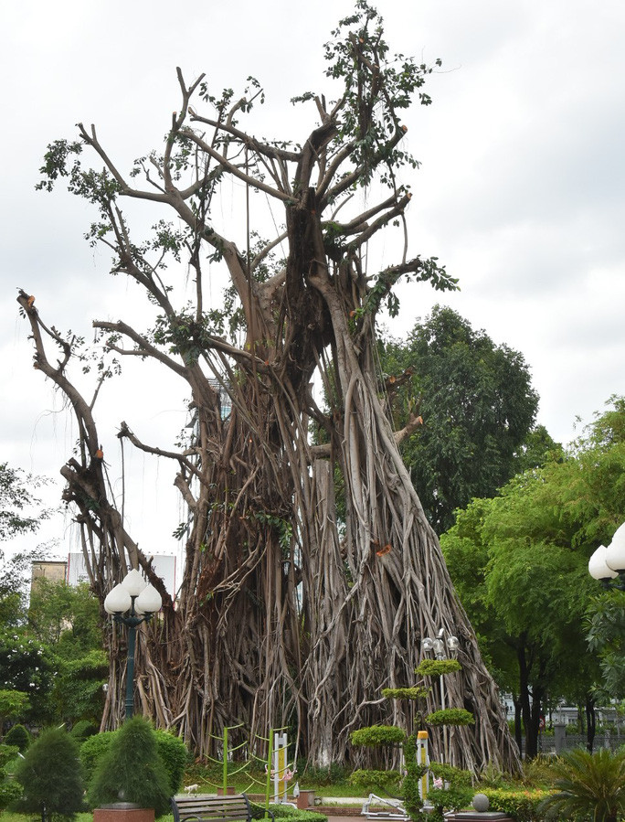 Cây đa trên 300 tuổi ở Công viên Bách Tùng Diệp (TP HCM) Ảnh: Tấn Thạnh