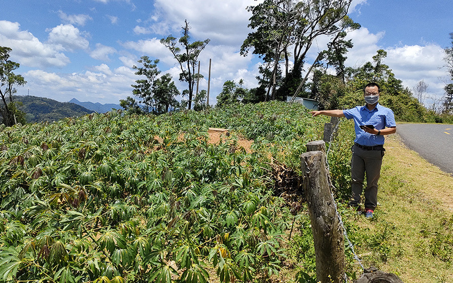 Chủ đầu tư Công ty TNHH MTV Lâm nghiệp Kon Plông triển khai dự án trồng rừng nhưng không thành rừng