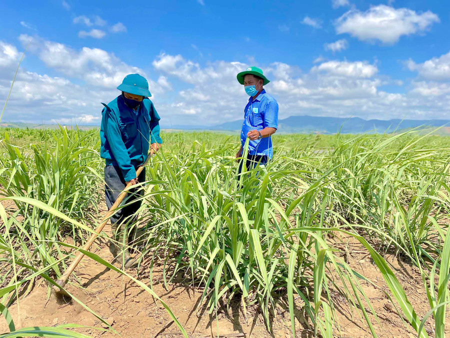 1- Ông Nguyễn Cang (bìa trái; thôn 3, xã Đak Hlơ, huyện Kbang) chăm sóc vườn mía của gia đình. Ảnh: Hồng Thi.