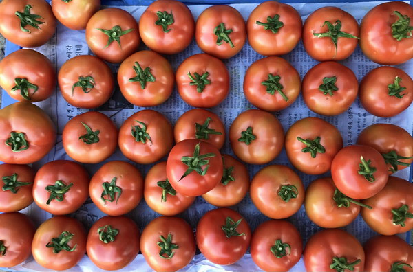 Trên thị trường tỉnh Bình Định, giá cà chua đột ngột tăng cao và khan hàng.