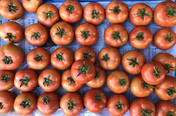 Trên thị trường tỉnh Bình Định, giá cà chua đột ngột tăng cao và khan hàng.