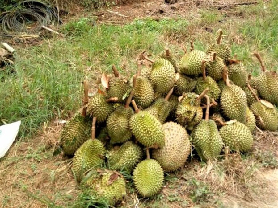 Lốc xoáy tuốt rụng hơn 60 tấn sầu riêng non của người dân xã Hà Lâm. ẢNH: TRÙNG DƯƠNG