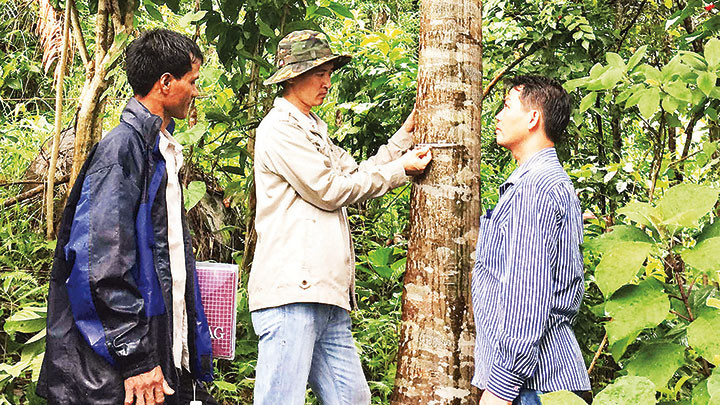 Tổ điều tra Hạt Kiểm lâm Quảng Ngãi điều tra, tuyển chọn những cây quế dòng bản địa Trà Bồng tốt để lưu giữ, bảo tồn nhân giống. Tổ điều tra Hạt Kiểm lâm Quảng Ngãi điều tra, tuyển chọn những cây quế dòng bản địa Trà Bồng tốt để lưu giữ, bảo tồn nhân giống.